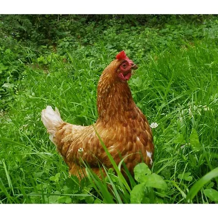 L'alternatif Campeggio *
