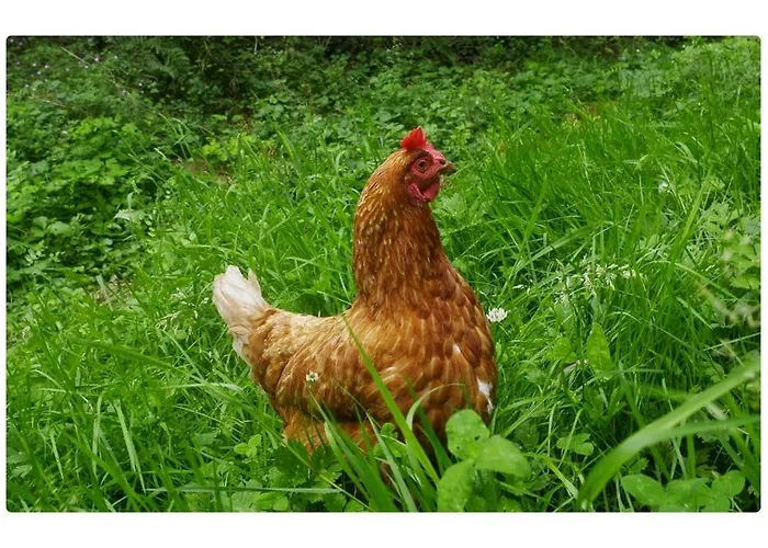 L'alternatif Кемпинг *